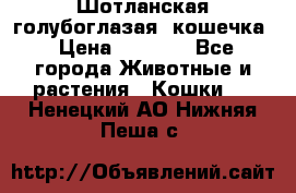 Шотланская голубоглазая  кошечка › Цена ­ 5 000 - Все города Животные и растения » Кошки   . Ненецкий АО,Нижняя Пеша с.